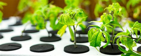 planting clones in the garden